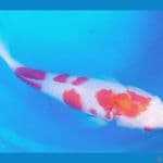 kohaku sq 30cm