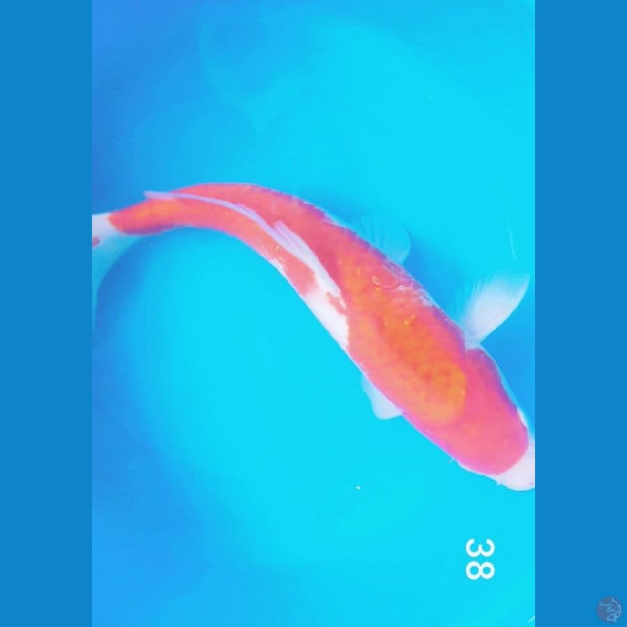 jumbo kohaku 38cm