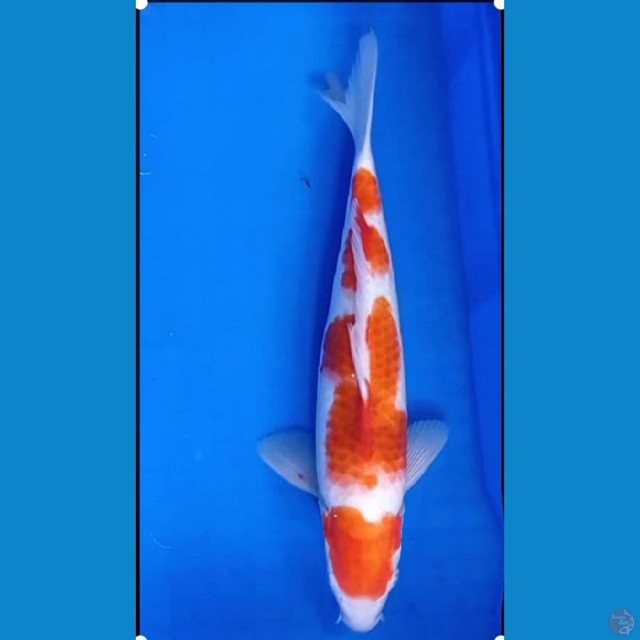 aigoromo 34 cm 