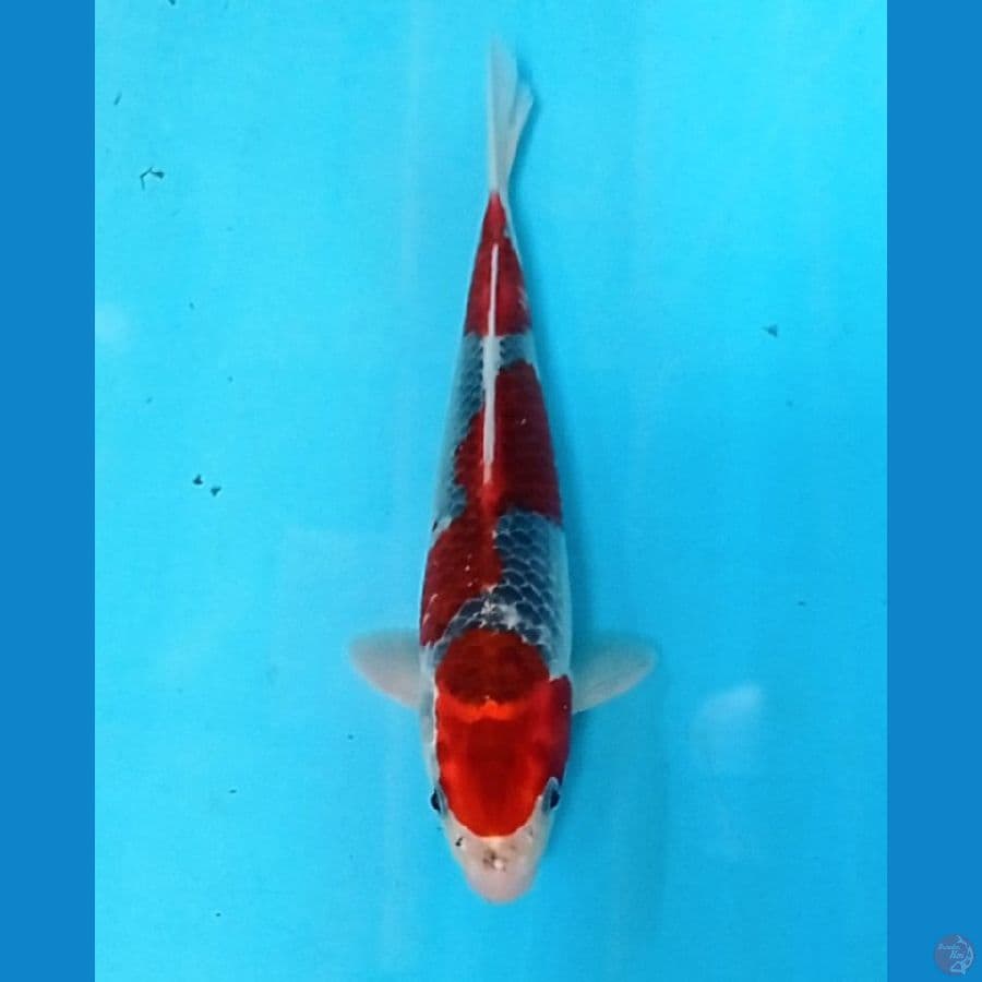 27 cm male 