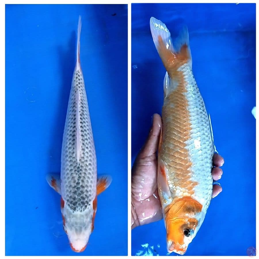35 cm 