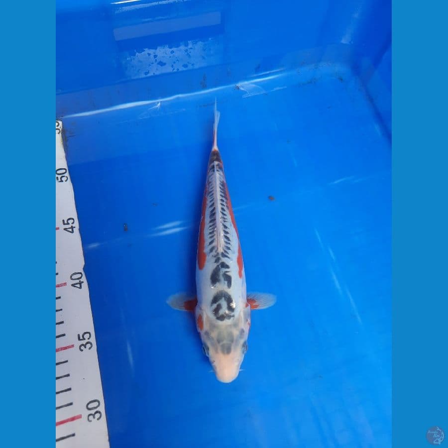 shusui 25 cm