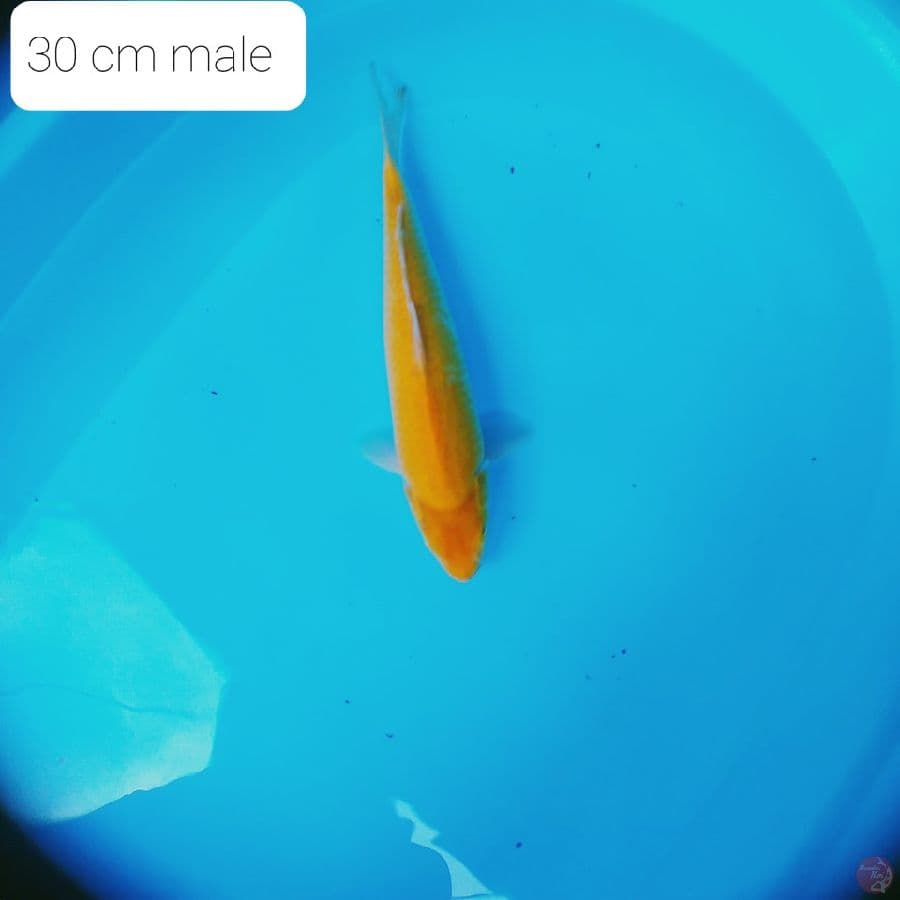karasi lemon 30 cm male