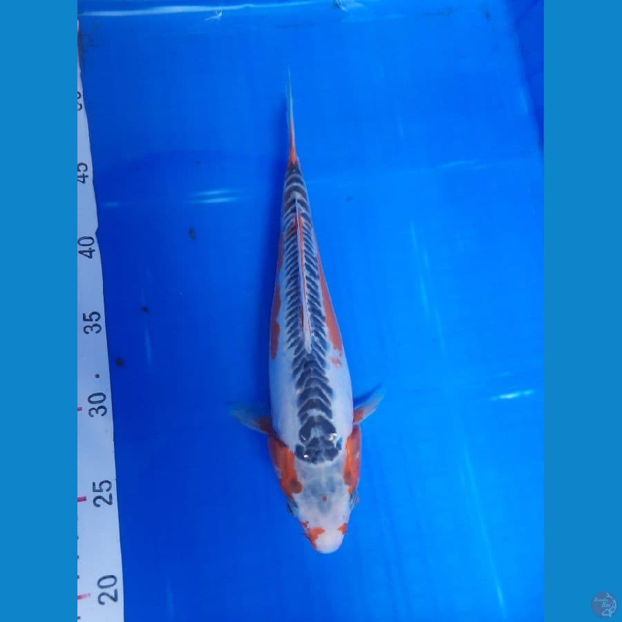 shusui 25cm 