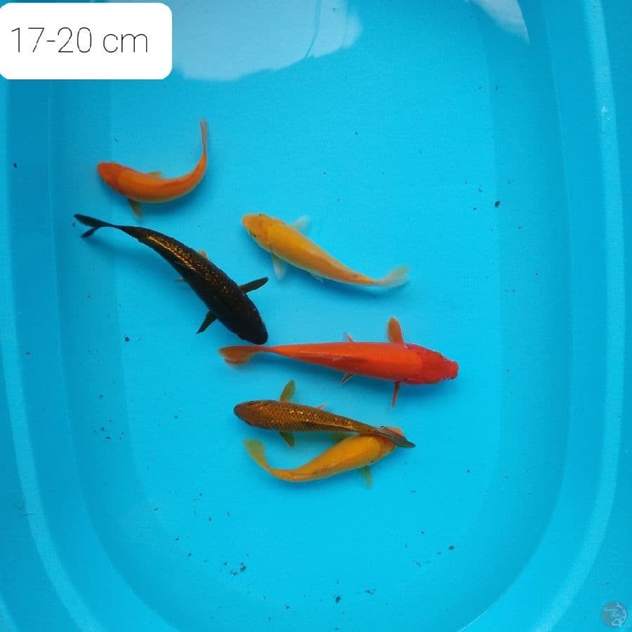 paket mix 6 ekor