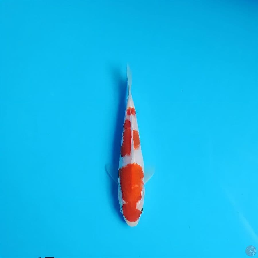 khohaku 17cm