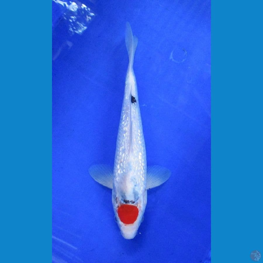 tancho showa ginrin ±32cm