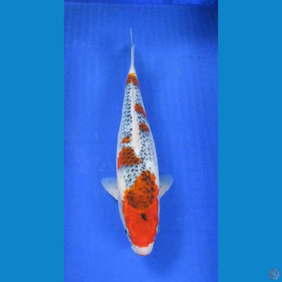 goshiki ±37cm