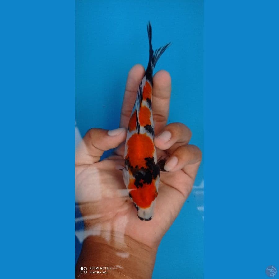 sowa orijinal asli halus