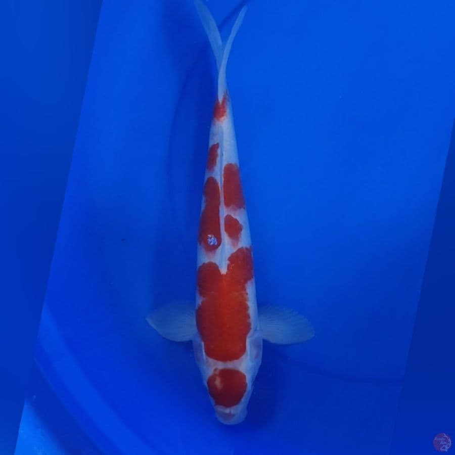 MARUTRN 39CM