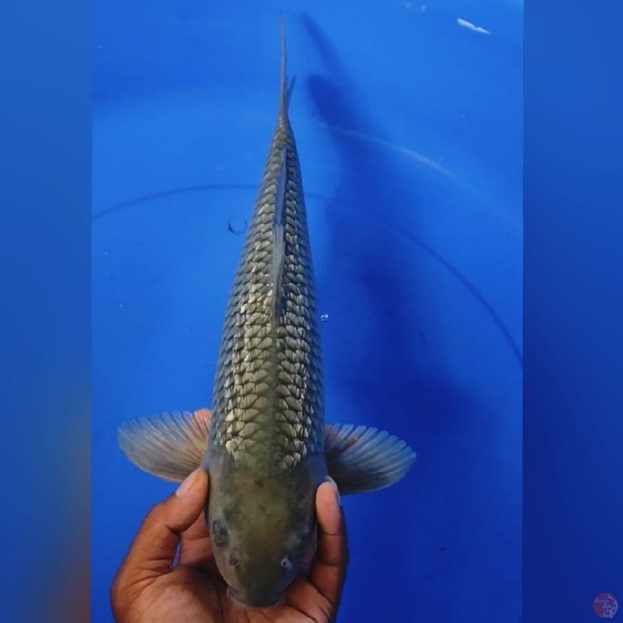 GINDRIN 40cm