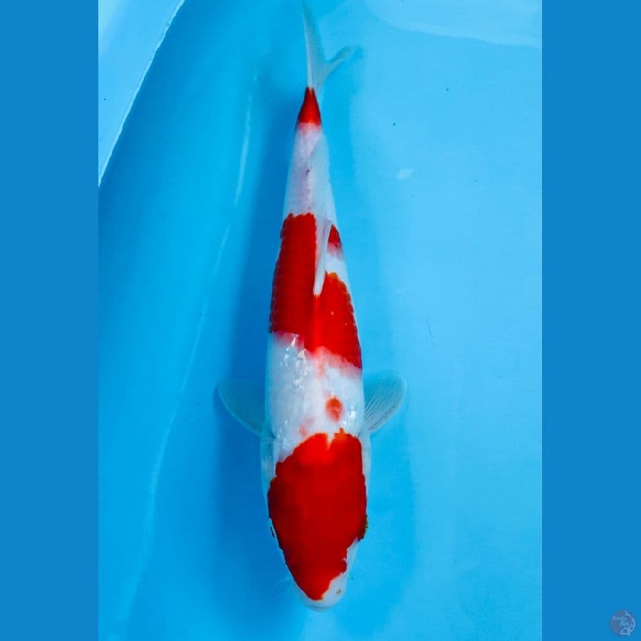 kohaku 32 cm