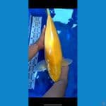 Karashi 55Cm  Marudo 