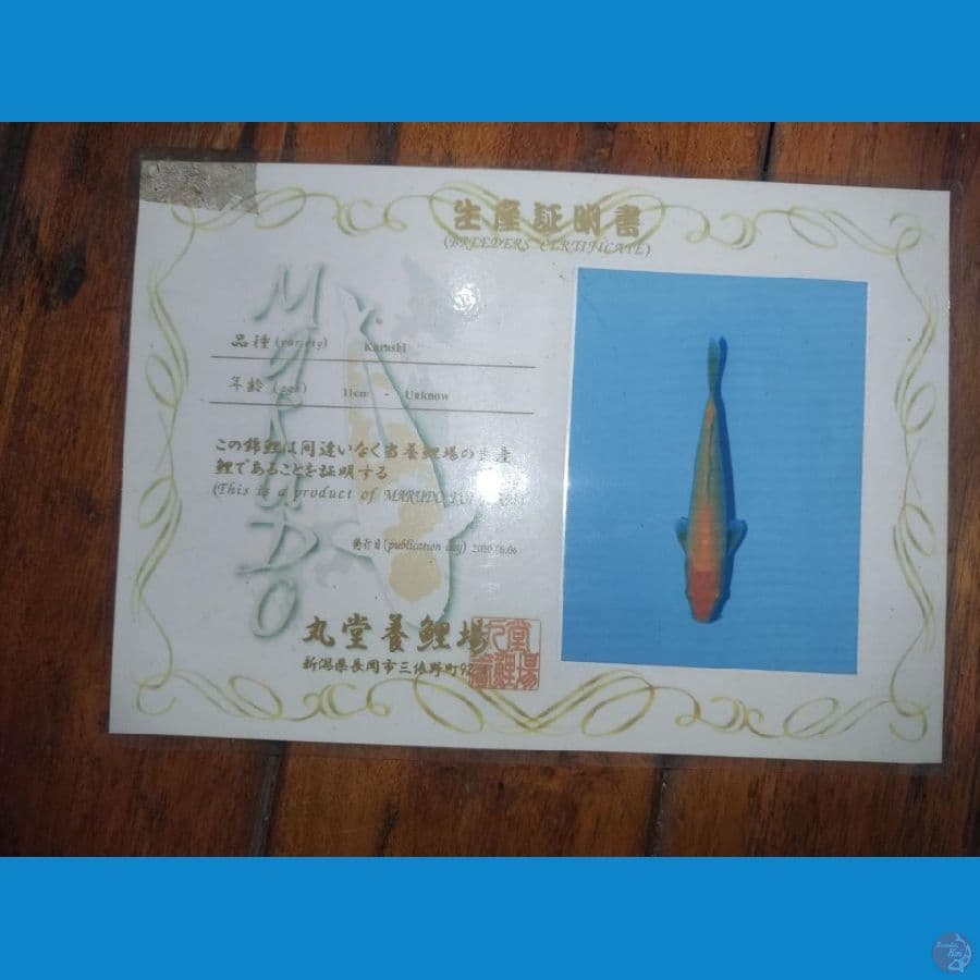 Karashi 55Cm Marudo