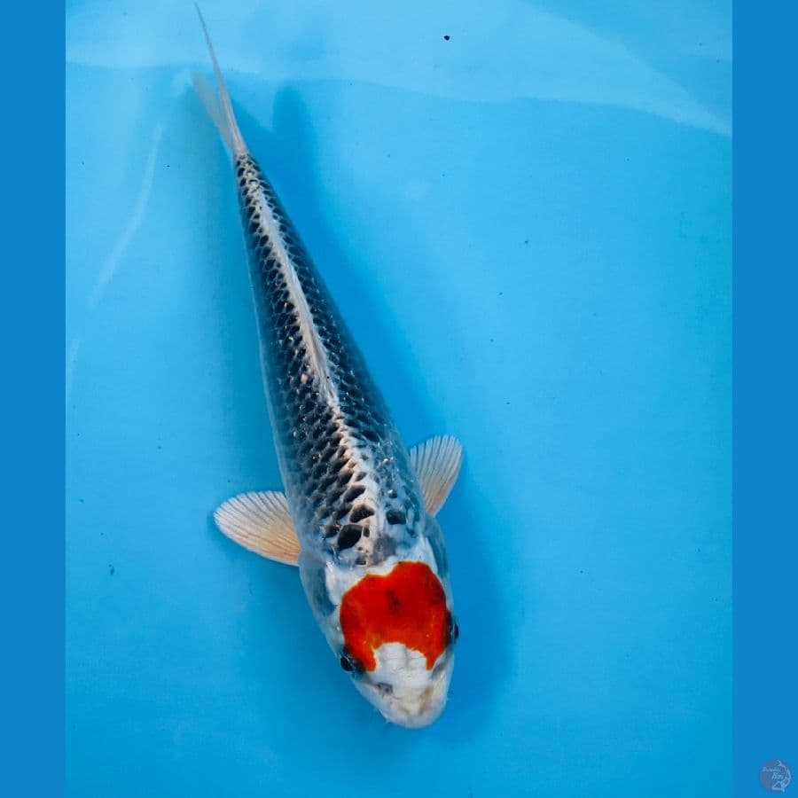tancho kujaku 20 cm