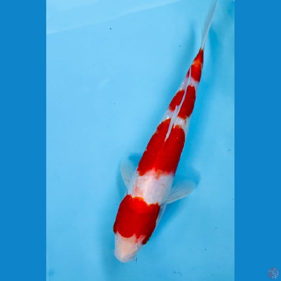 kohaku 27 cm
