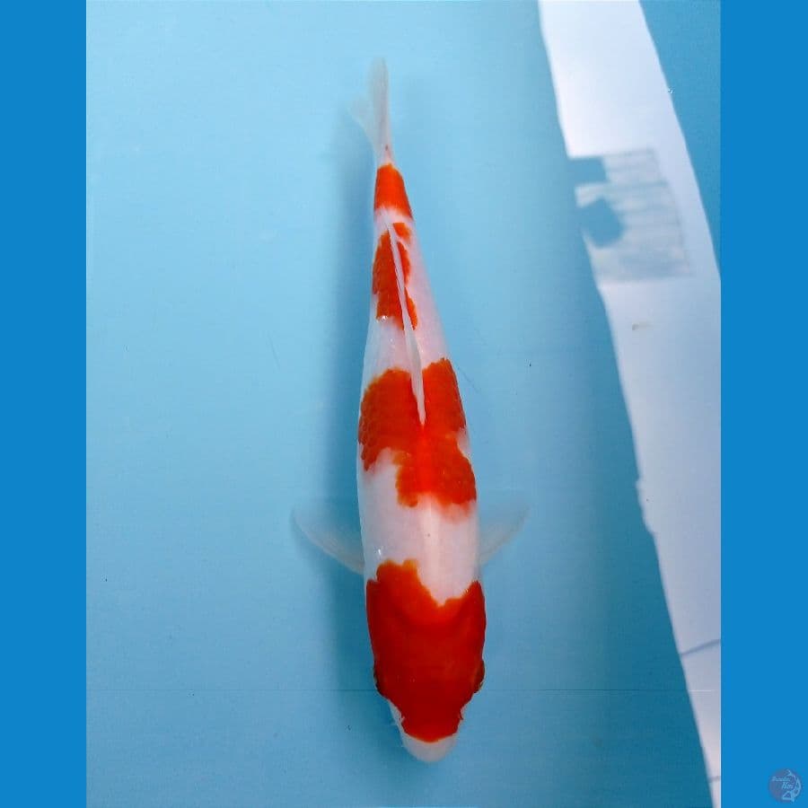 kohaku 25 cm