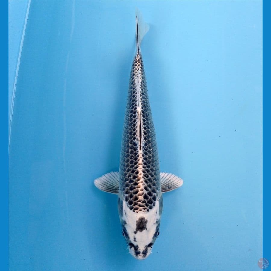 matsuba 23cm