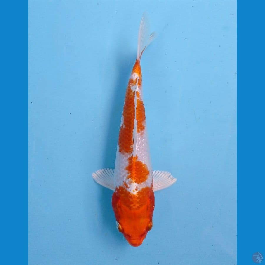 sakura ogon 19 cm