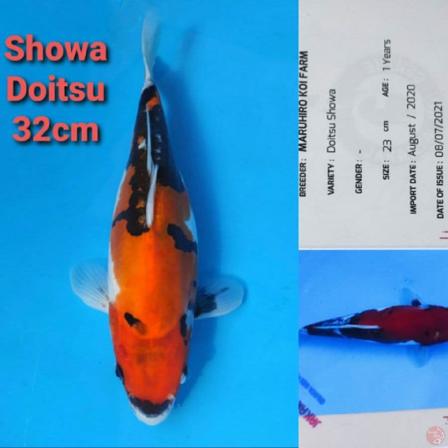 MARUHIRO SHOWA DOITSU 32CM