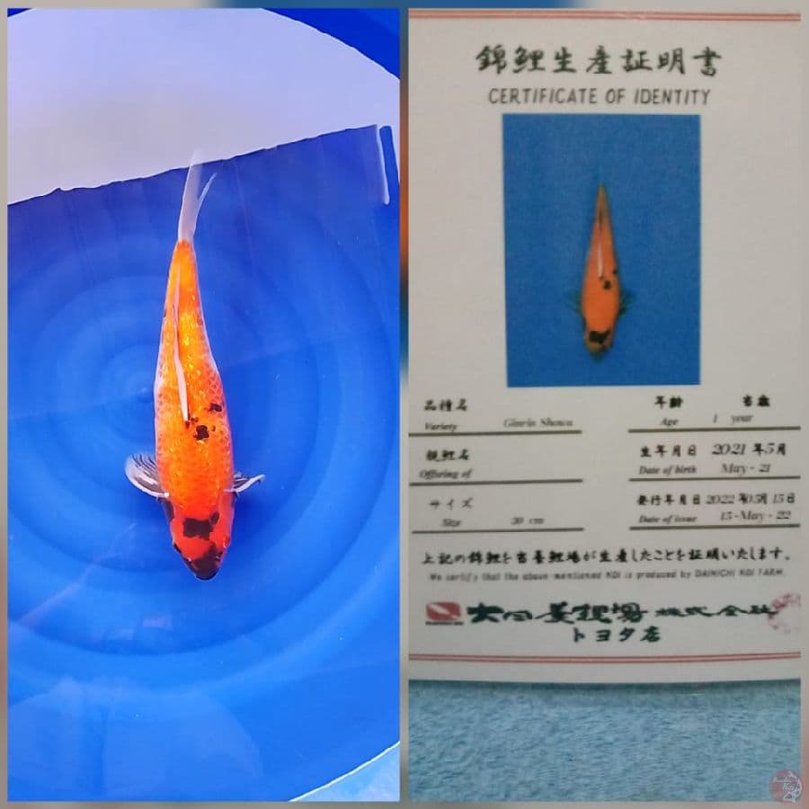 Ginrin Showa