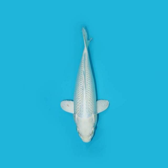 PLATINUM 26 CM