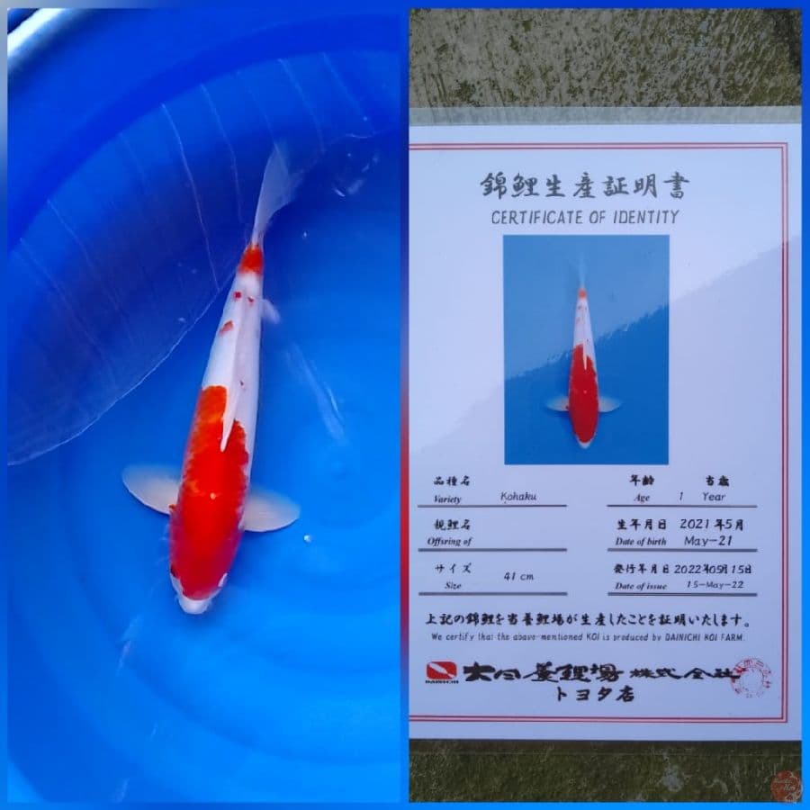 Kohaku Certy Dainichi 45bu