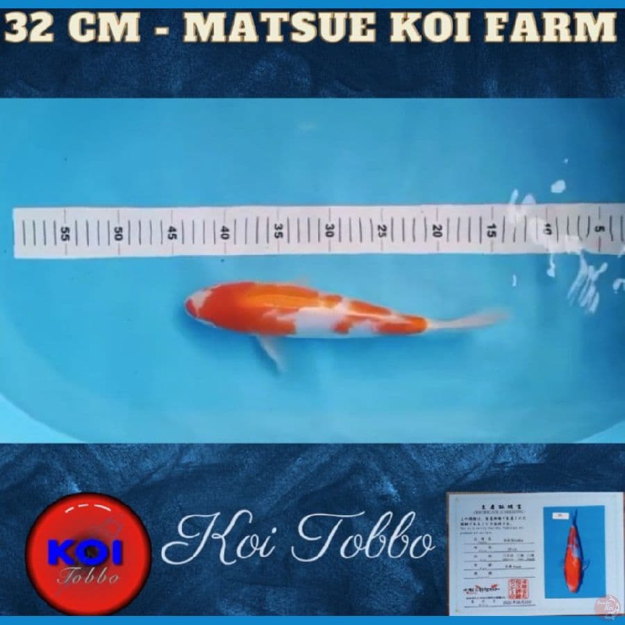 Kohaku Import Serti