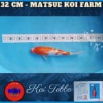 Kohaku Import Serti