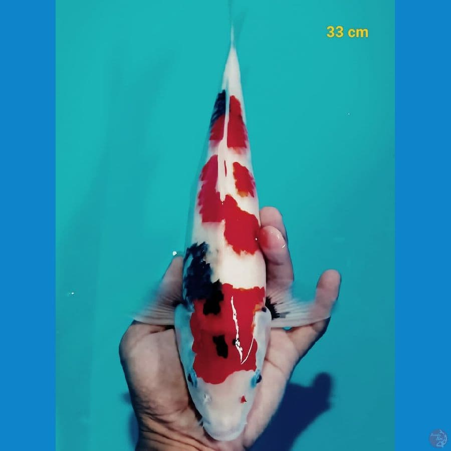 showa 33cm