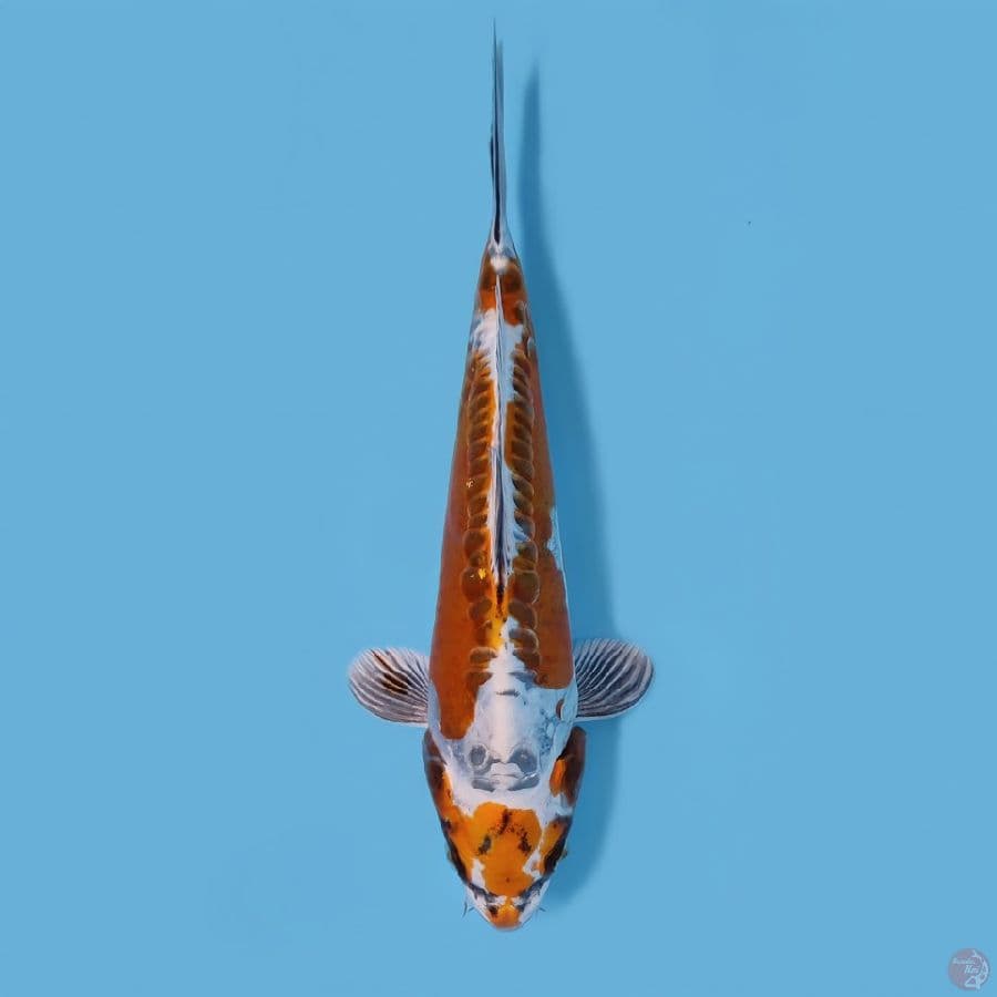 KIKO KIKURYU 25CM - FEEMALE