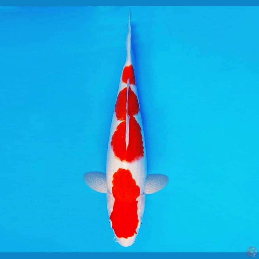 YORI 5 - KOHAKU 30 cm/fm ®