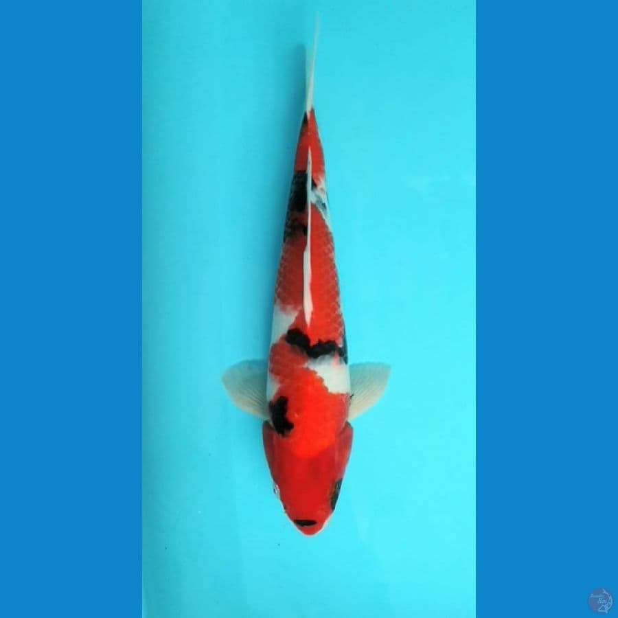 5. SHOWA ORIGINAL HQ //M.35 CM
