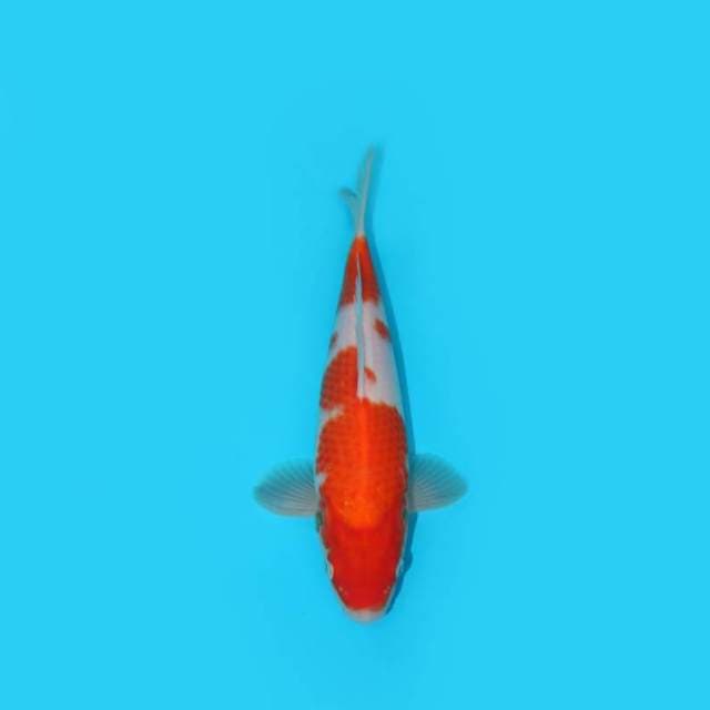 KOHAKU 26 CM