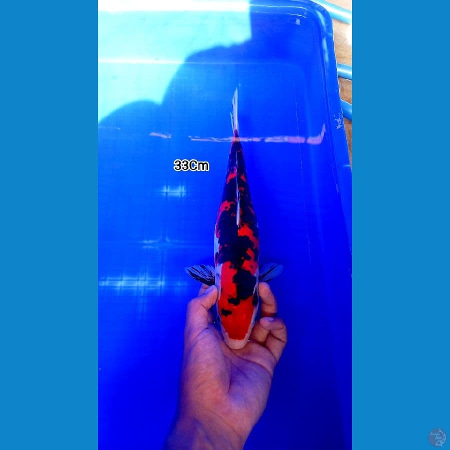 Doitsu 33Cm Halus