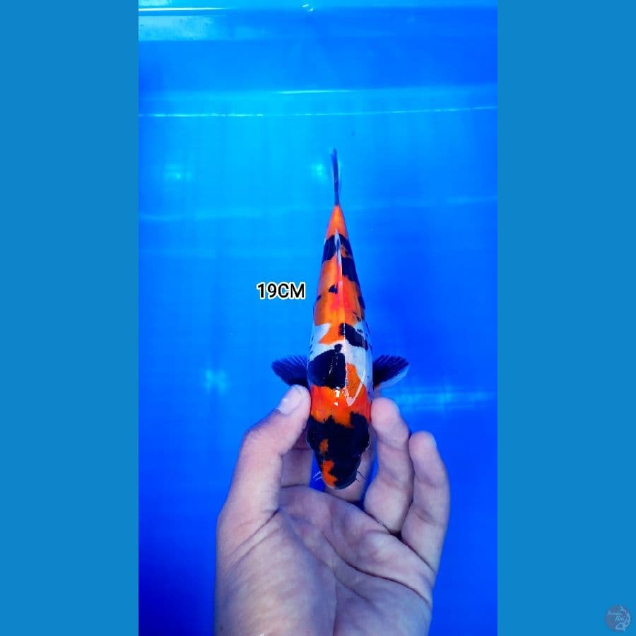 Showa Doitsu 19CM Halus