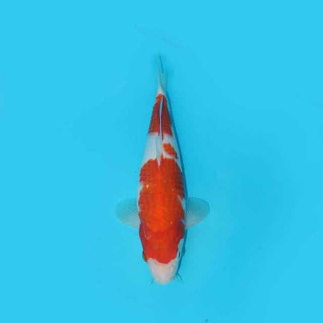 KOHAKU 25 CM