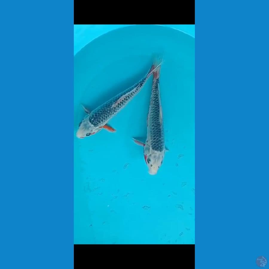 asagi 2 ekor 30 cm 