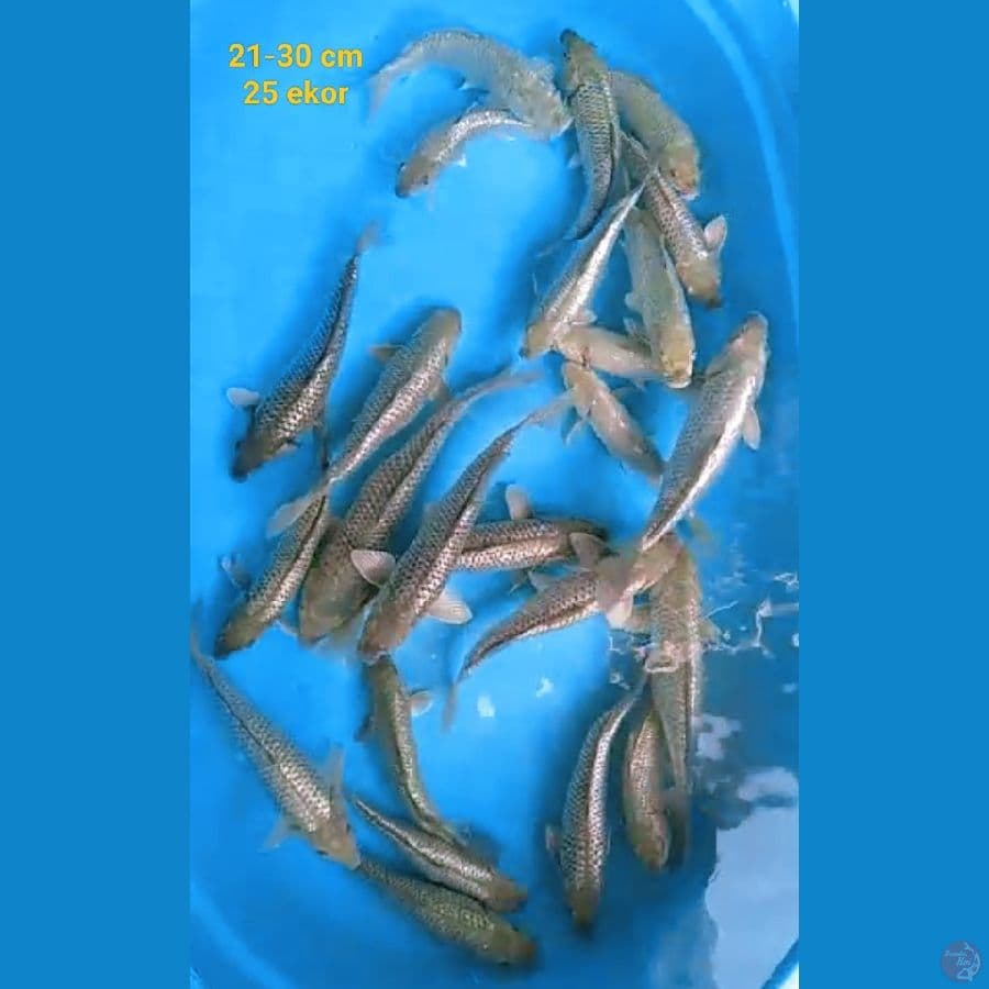 Full ginrin 21-30 cm