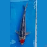 Tancho Goshiki 34cm ORI