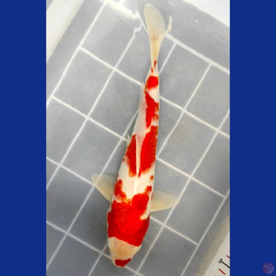 32cm