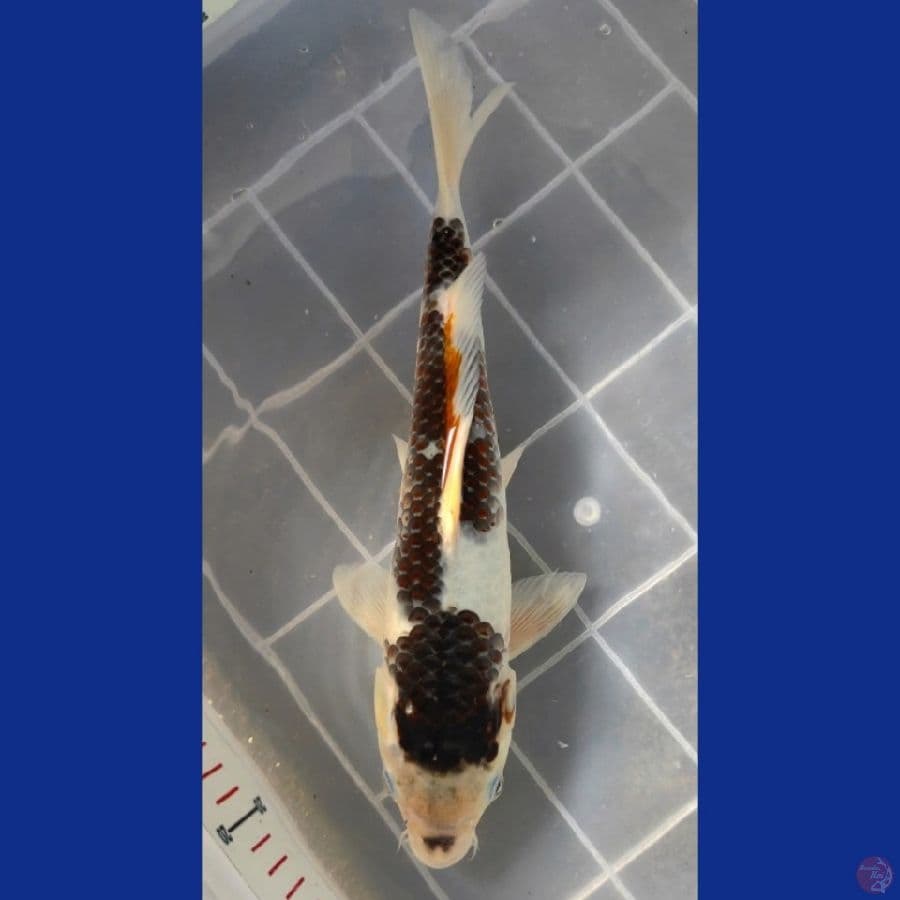 30cm