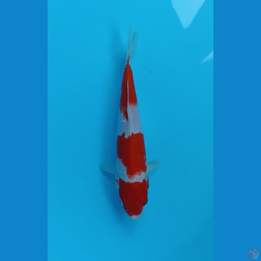kohaku 23cm