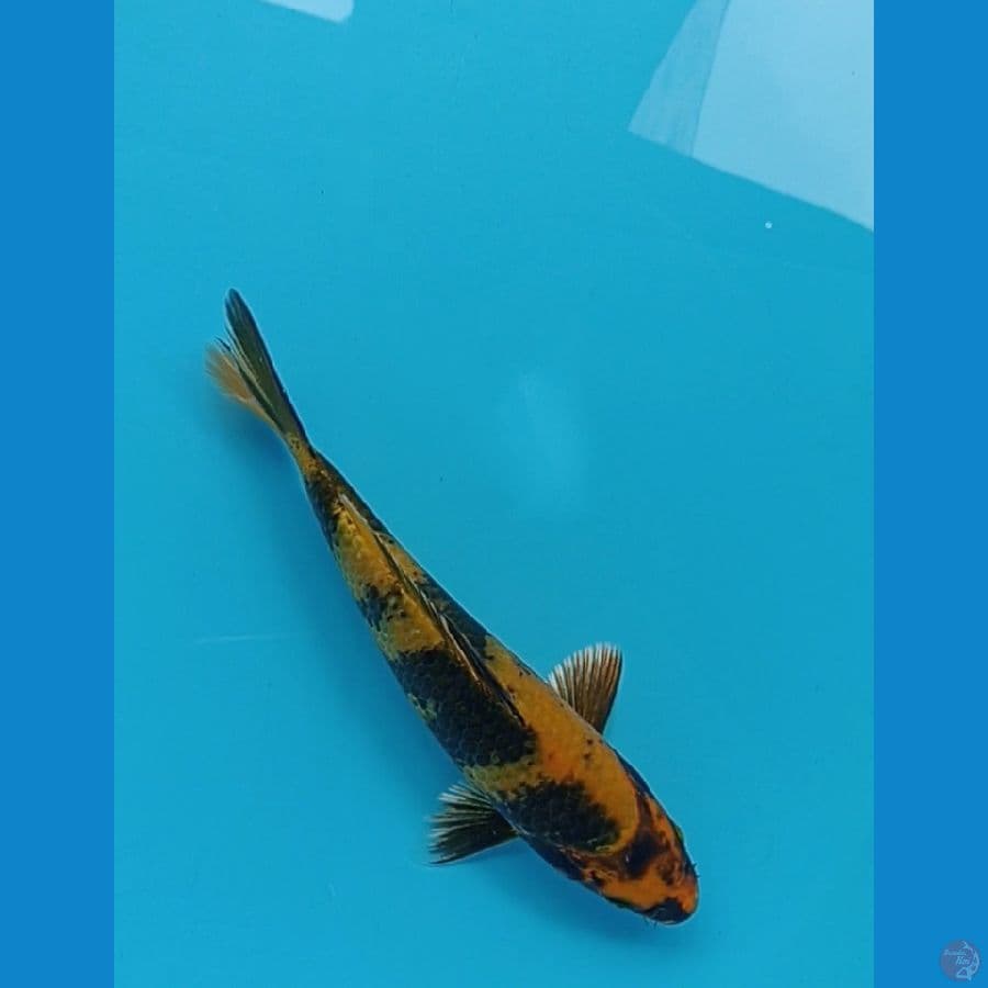 kin utsuri 23cm