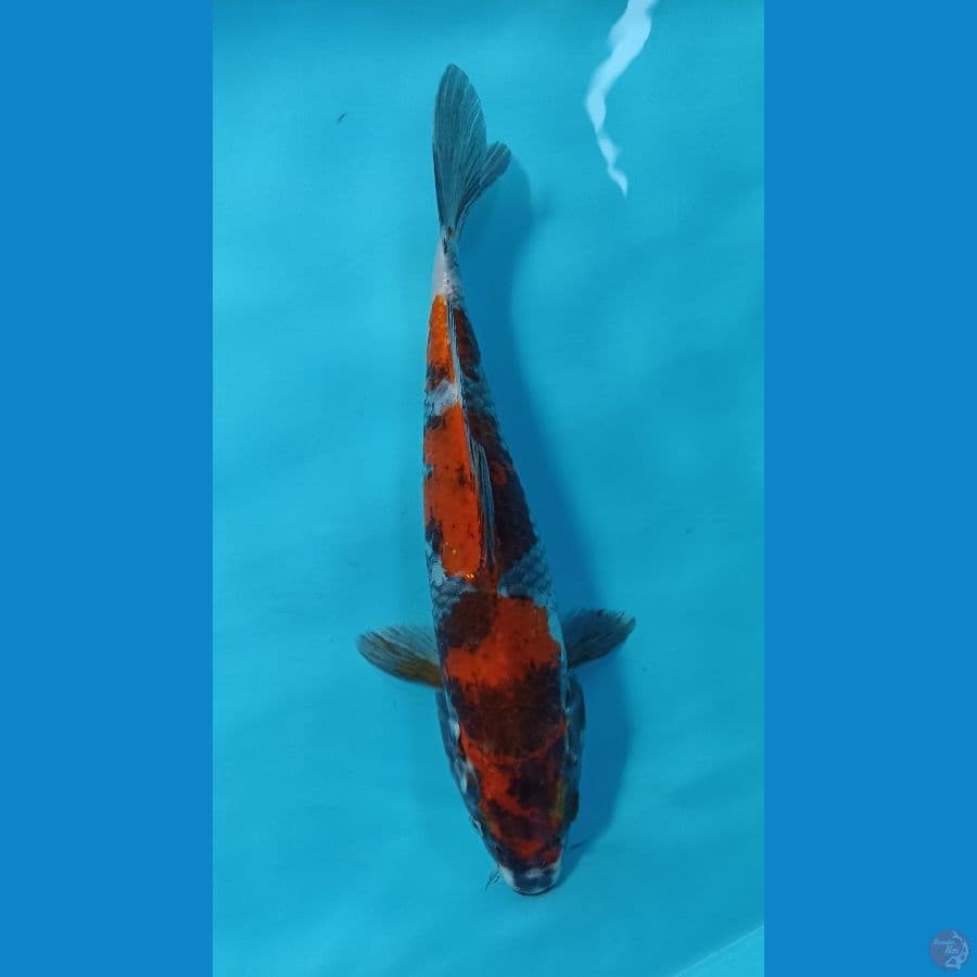 kage showa 27cm