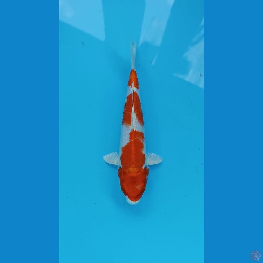 kohaku hikari
