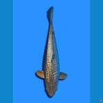 SORAGOI GINRIN 36 cm/MALE