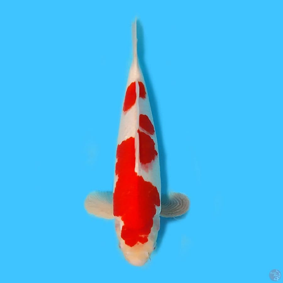 Kohaku 30cm HQ strong halus