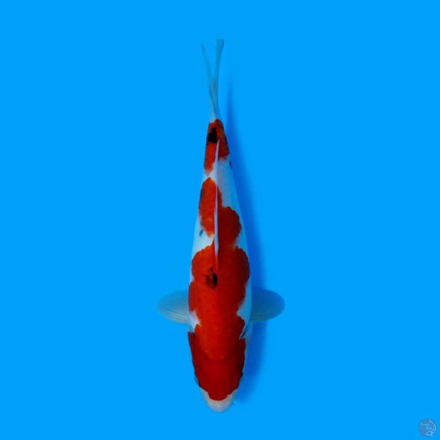 SANKE 32 CM - FEMALE