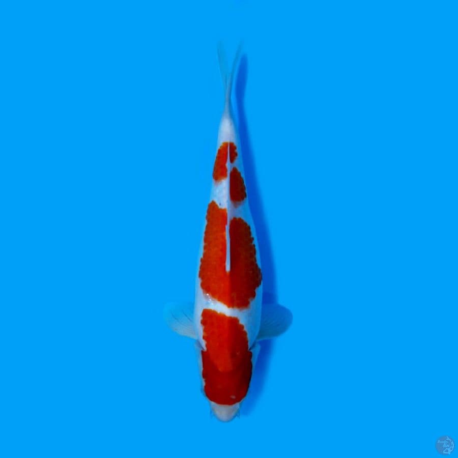 KOHAKU 32CM - FEMALE
